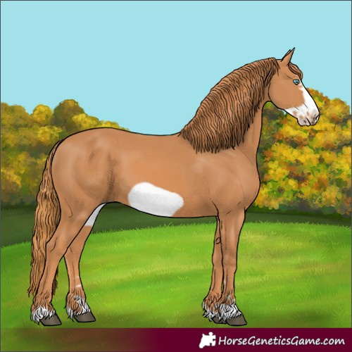 Horse Color:Chestnut Frame 