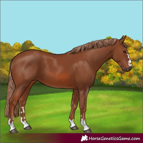 Horse Color:Chestnut 