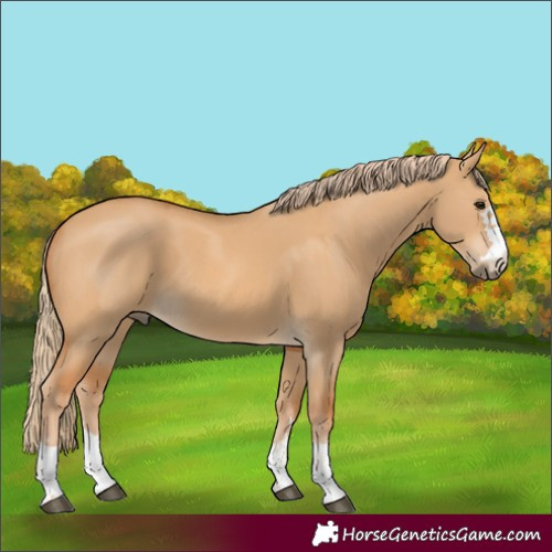 Horse Color:Red Dun 