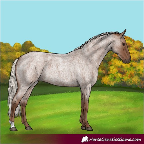 Horse Color:Silver Blue Roan 