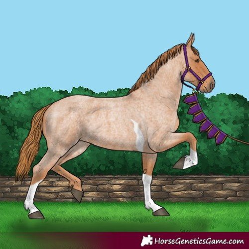 Horse Color:Red Roan Tobiano 