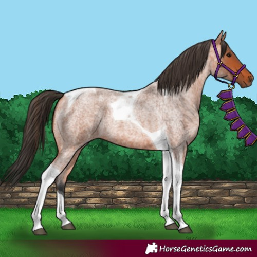 Horse Color:Bay Roan Tobiano