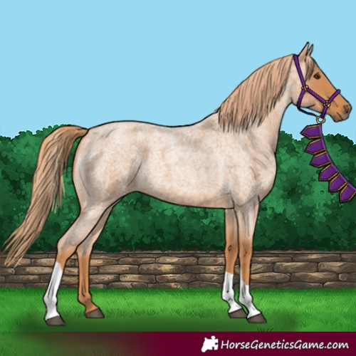 Horse Color:Red Roan Tobiano