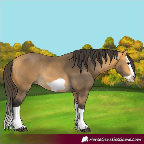 Horse Color:Buckskin Splash Frame Rabicano