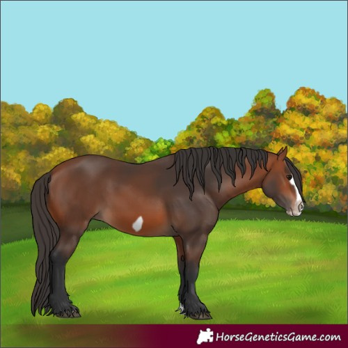 Horse Color:Bay Splash Frame Rabicano 