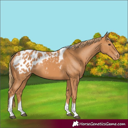 Horse Color:Chestnut Tobiano Blanket 
