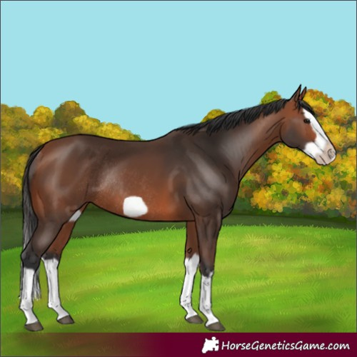 Horse Color:Bay Splash Frame Rabicano 