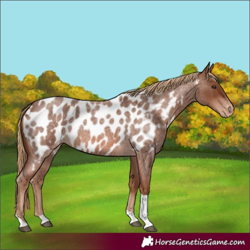 Horse Color:Red Roan Tobiano Near Leopard 