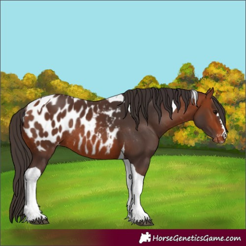 Horse Color:Bay Tobiano Appaloosa Rabicano