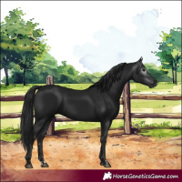 Horse Color:Gray Black 