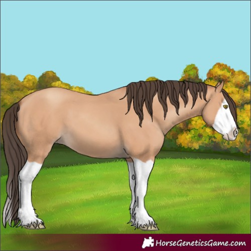 Horse Color:Amber Champagne Splash