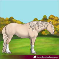 Horse Color:Gold Champagne Dun Splash 