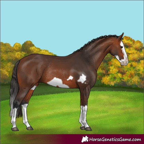Horse Color:Bay Splash Frame Rabicano