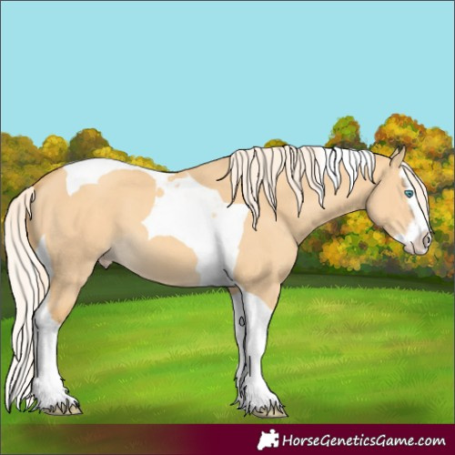 Horse Color:Gold Cream Champagne Dun Splash Tobiano