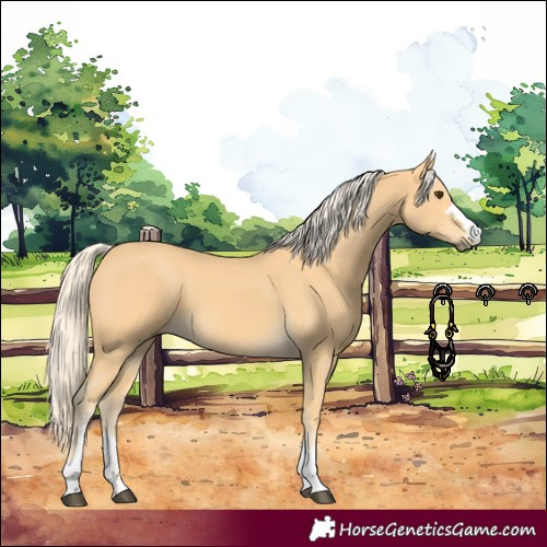 Horse Color:Palomino 