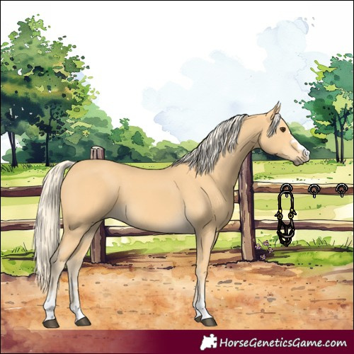 Horse Color:Palomino 