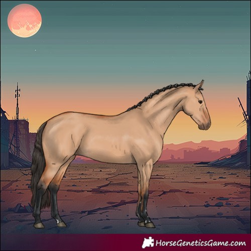 Horse Color:Bay Dun 