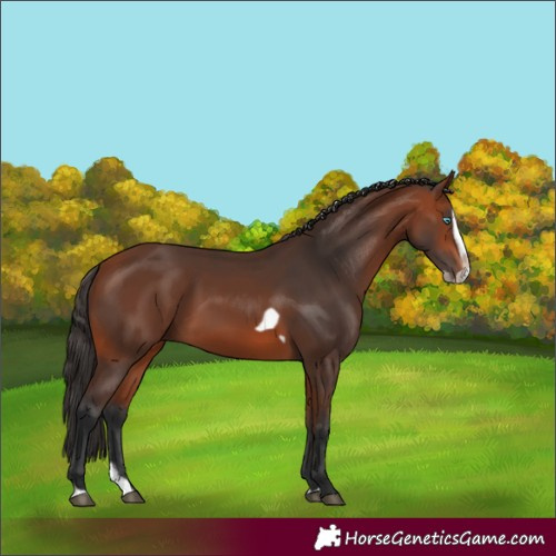 Horse Color:Bay Splash Frame Rabicano