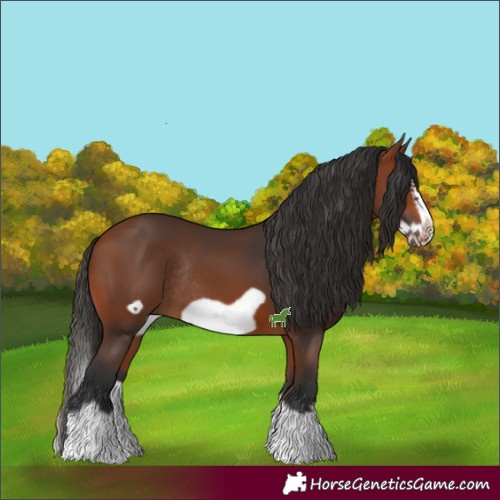 Horse Color:Bay Splash Frame Rabicano