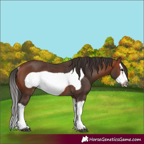 Horse Color:Bay Splash Frame Rabicano 