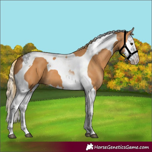 Horse Color:Chestnut Splash Tobiano