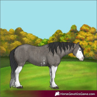 Horse Color:Grullo Sabino Splash  and Grullo Sabino Splash 