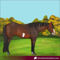 Horse Color:Bay Splash Frame Rabicano 