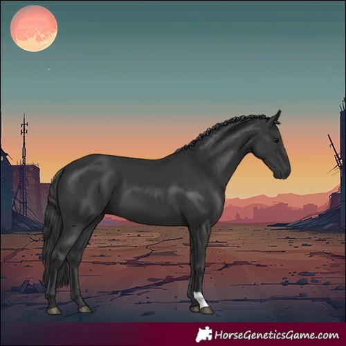 Horse Color:Black 