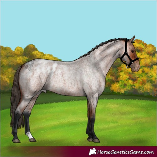 Horse Color:Bay Roan Appaloosa 