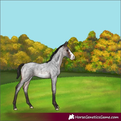 Horse Color:Brown Roan Frame Rabicano