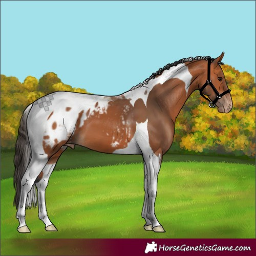 Horse Color:Bay Tobiano Blanket