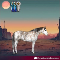Horse Color:Grullo Sabino Splash Tobiano  and Bay Dun Sabino Splash 