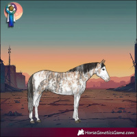 Horse Color:Grullo Sabino Splash Tobiano and Bay Dun Sabino Splash