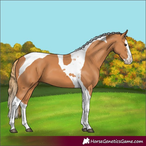 Horse Color:Chestnut Splash Tobiano 