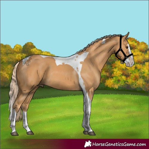 Horse Color:Chestnut Splash Tobiano 