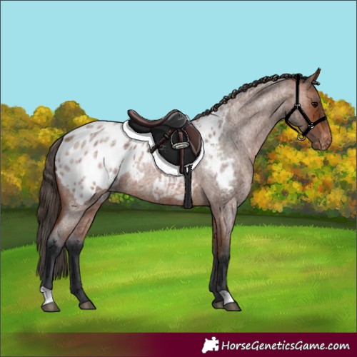 Horse Color:Bay Roan Appaloosa