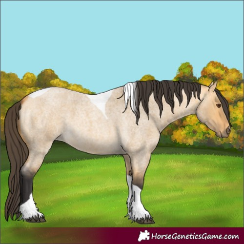 Horse Color:Buckskin Roan Dun Tobiano