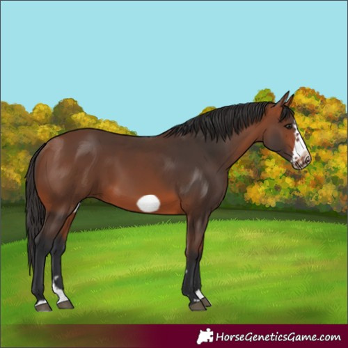 Horse Color:Bay Splash Frame Rabicano