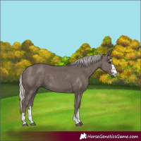 Horse Color:Silver Black