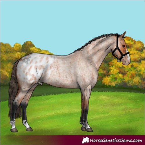 Horse Color:Bay Roan Blanket 