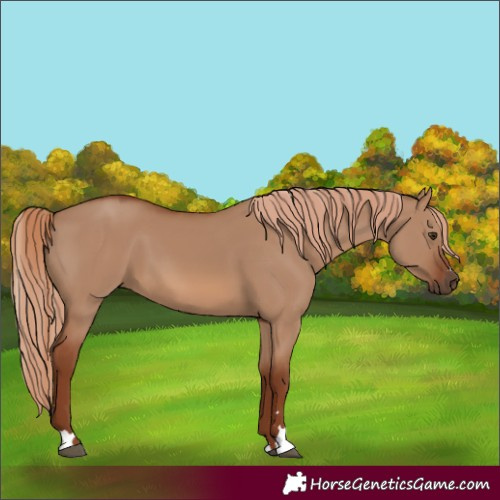 Horse Color:Red Dun 