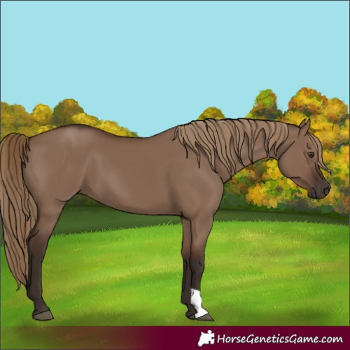 Horse Color:Liver Red Dun 