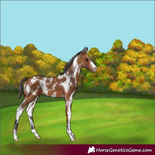 Horse Color:White Spotted Bay