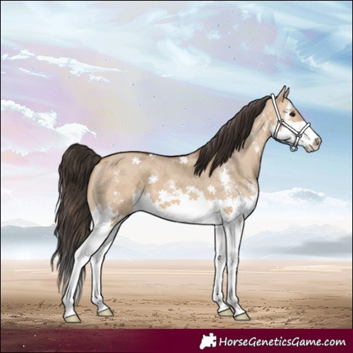 Horse Color:Bay Dun Sabino Splash