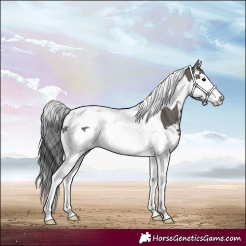 Horse Color:Grullo Splash Tobiano 