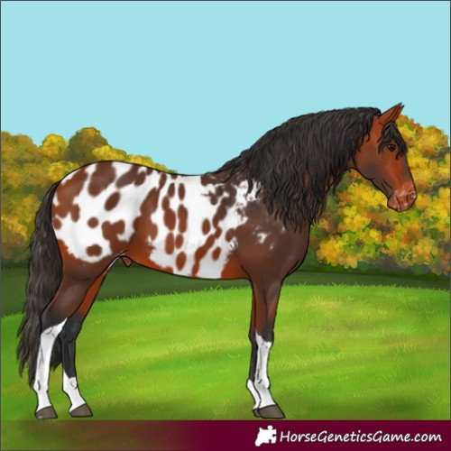Horse Color:Bay Tobiano Near Leopard