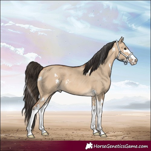 Horse Color:Bay Dun Sabino Splash