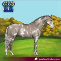 Horse Color:White Spotted Silver Smoky Grullo Sabino Rabicano 