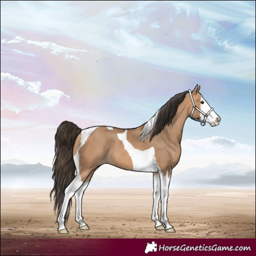 Horse Color:Bay Dun Splash Tobiano