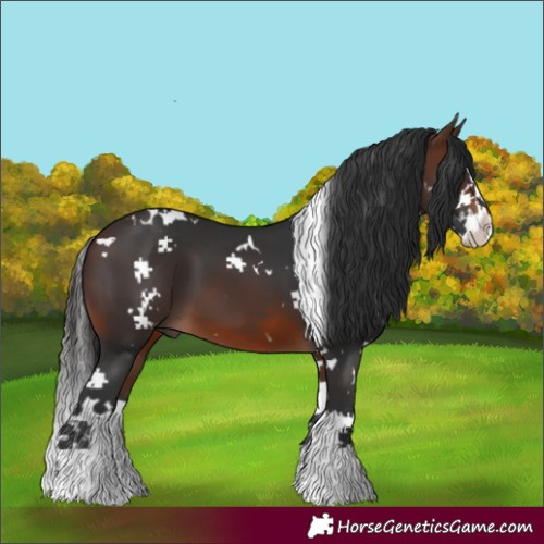 Horse Color:White Spotted Brown Splash